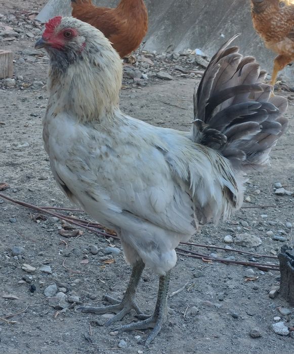 Gaini ameraucana