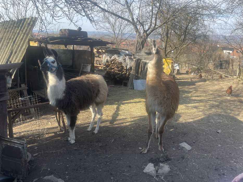 De vânzare lame  masculi