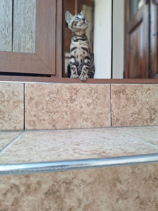 Бенгальский котенок