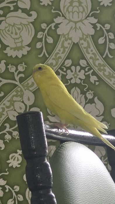 Волнистый папугай