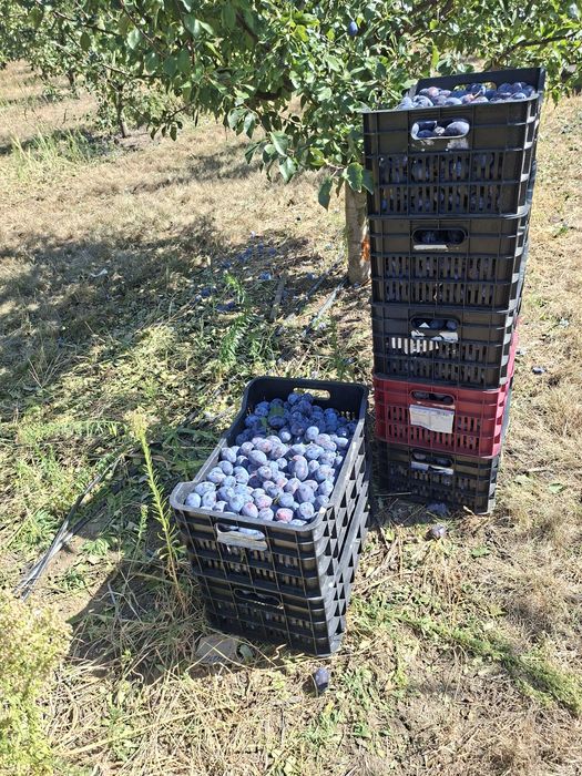 Prune pentru țuică