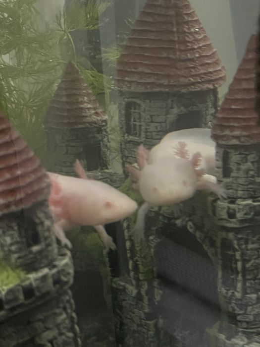 Аксолотль альбинос