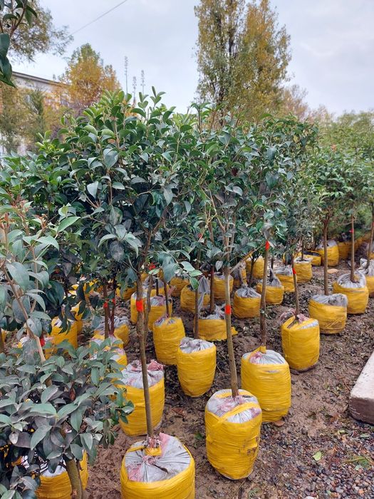 archa kuchatlar bor xarhil turdagi kuchatlar bor