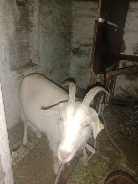 Продается коза, дойная. 6 лет . 100к
