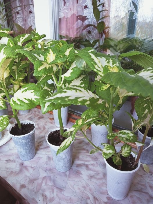 Продается рассада колеусов.