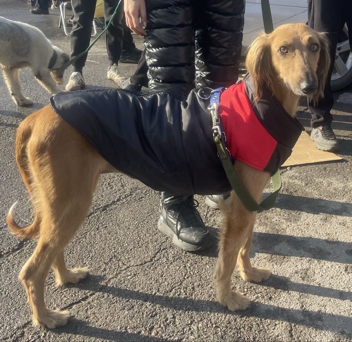 Продам щенков тазы(девочки)