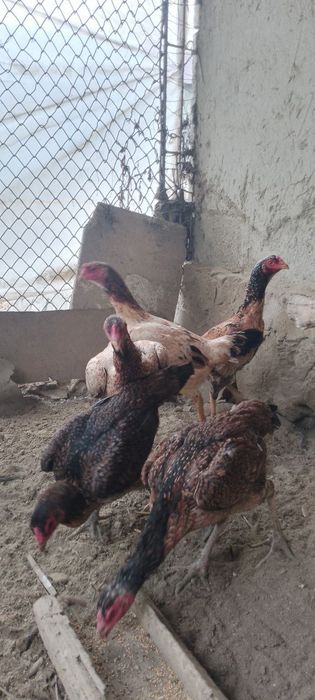 Турецкий птица товуклар