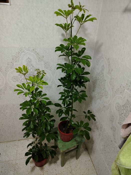 Honaki gullar, Комнатные растения, Цветы