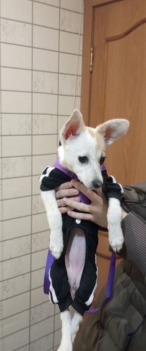 Одам собаку в добрые руки