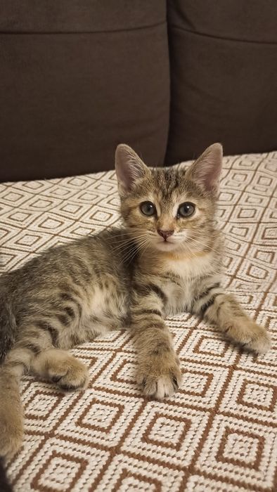 Продам котят-охотников!
