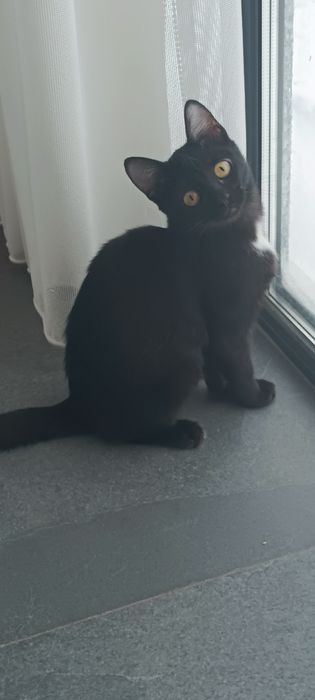 Отдам кошечку в добрые руки