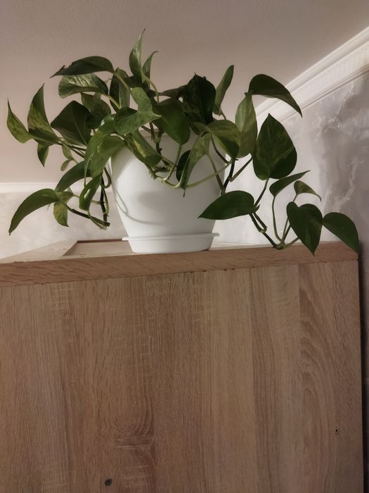 Отдам даром сциндапсус