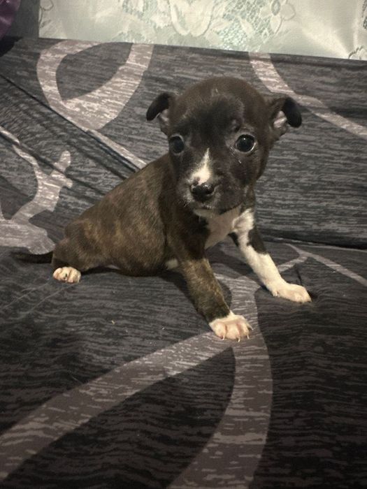 Подарявам кученца