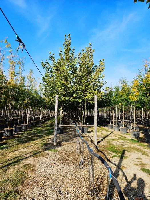 Vând copaci foioși de mai multe dimensiuni