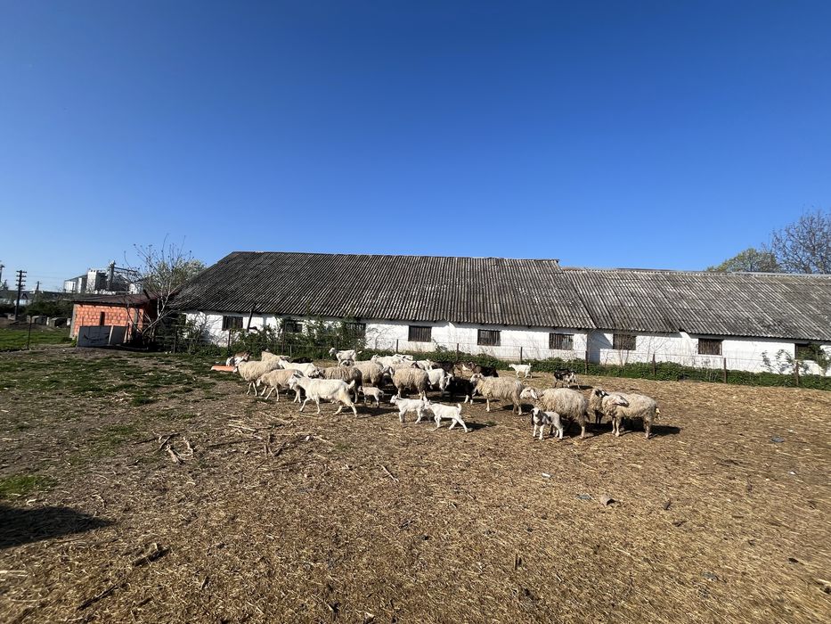 Vand oi +capre turma întreaga