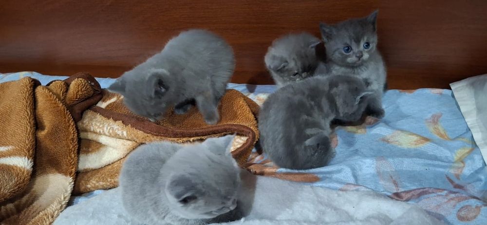 Котята  британские короткошерстые