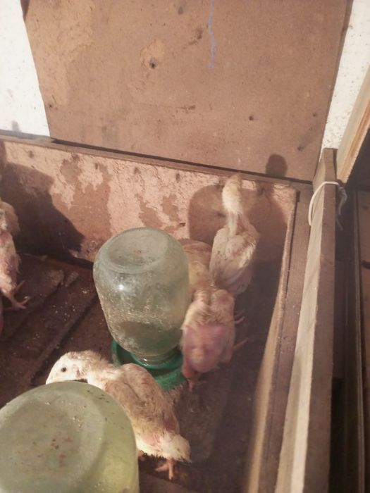 Продам бройлеры *