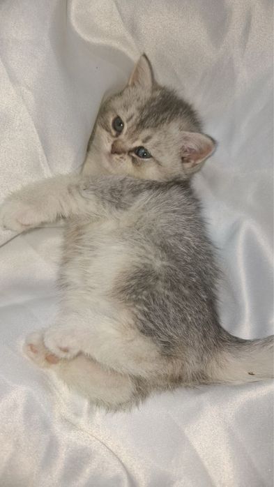 продяется котята в хорошие руки