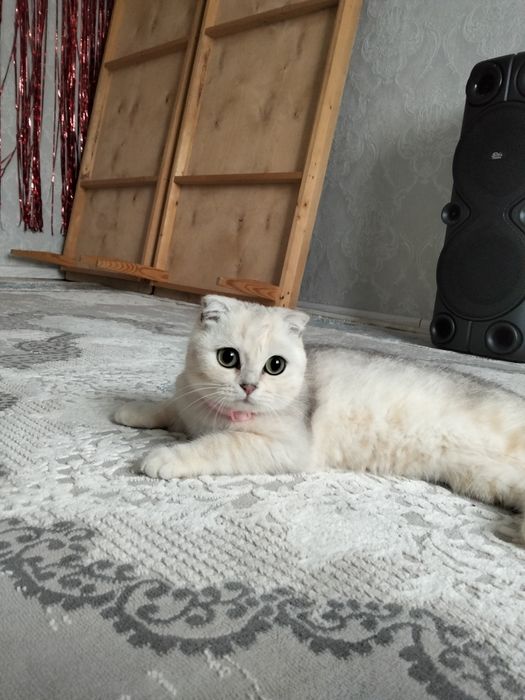 Продам кошку шотландская