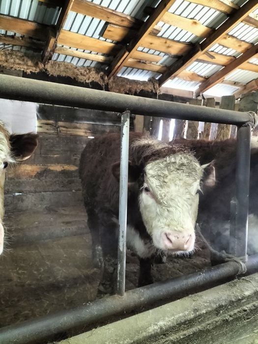 Молодой бычок с откорма на мясо