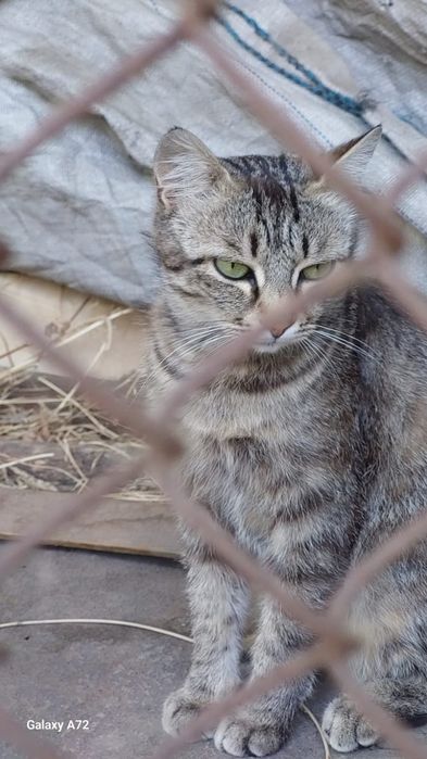 Отдам кошек стерилизованных