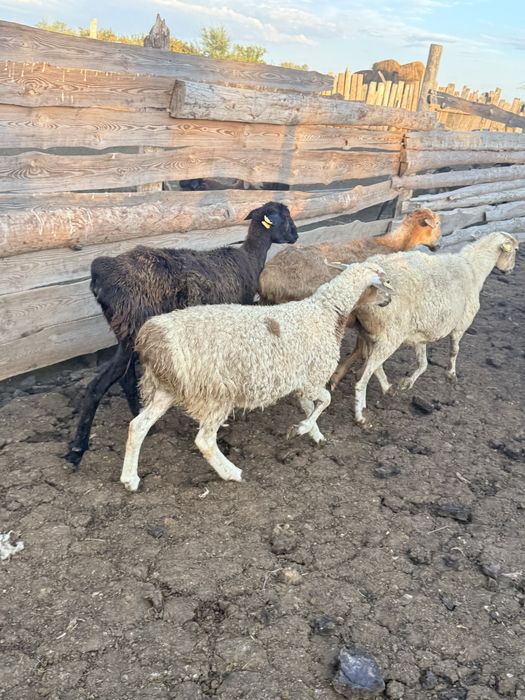 Продам баранов.       .