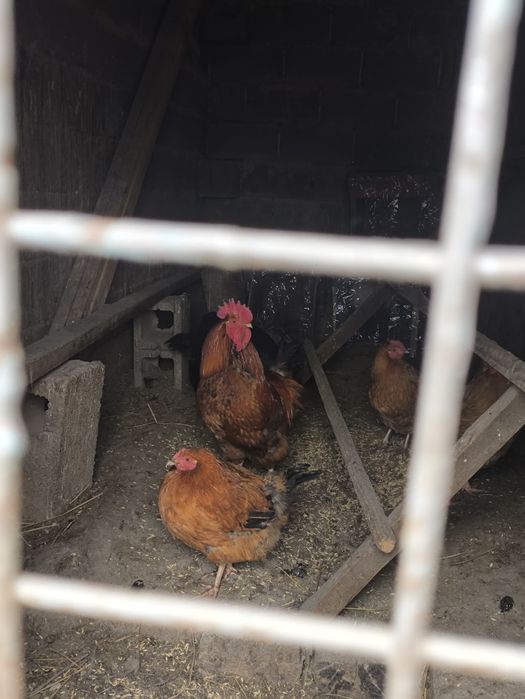 Продам Кучинского петуха
