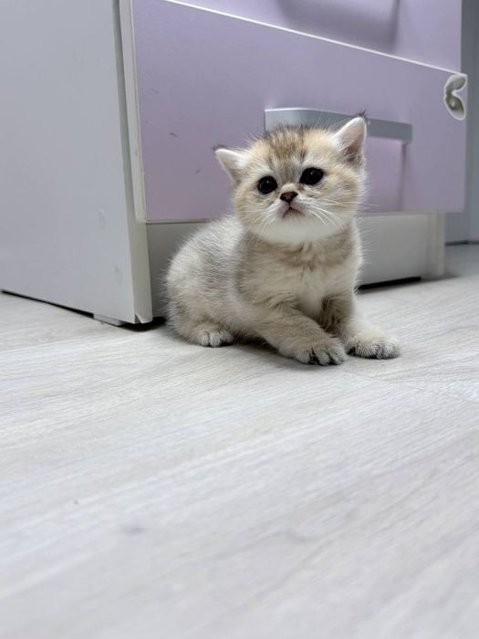 Милые котята,продаются