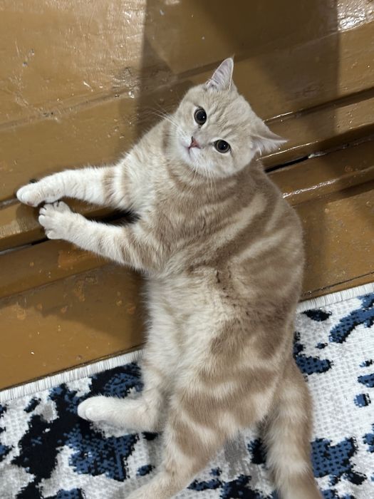 sog’lom mushuk vyazkaga beriladi