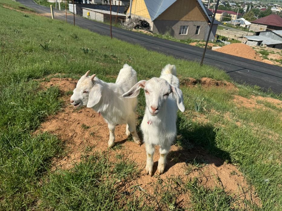 1  ешки 2 лагымен сутти