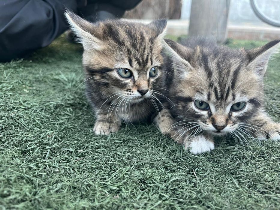 Продам британцев