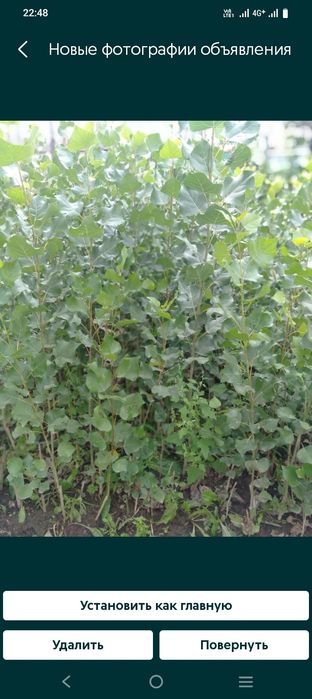 Продам тополя пирамидальной