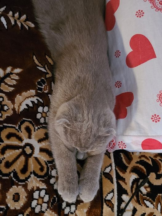 Скотиш фолд редкого лилового окраса