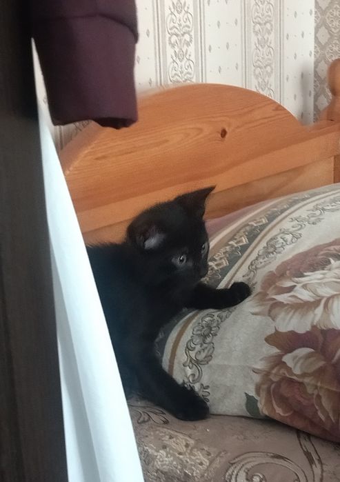 Котеночек 3 месяца