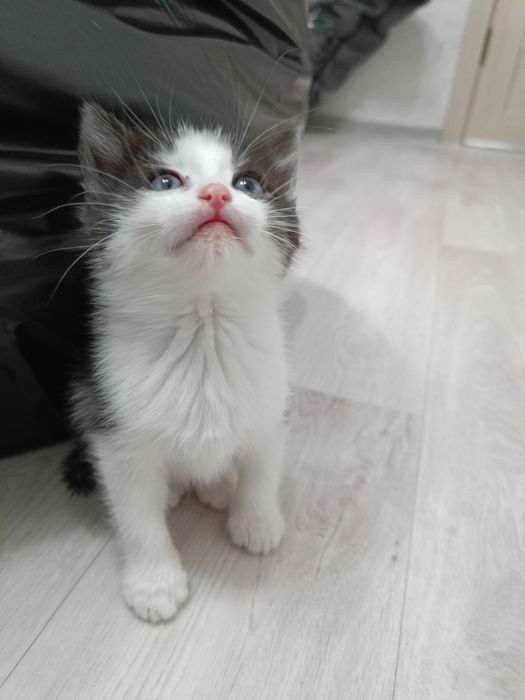 Отдадим котят в добрые руки