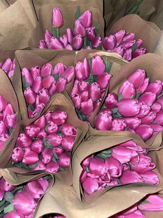 Тюльпаны гиганты 2026