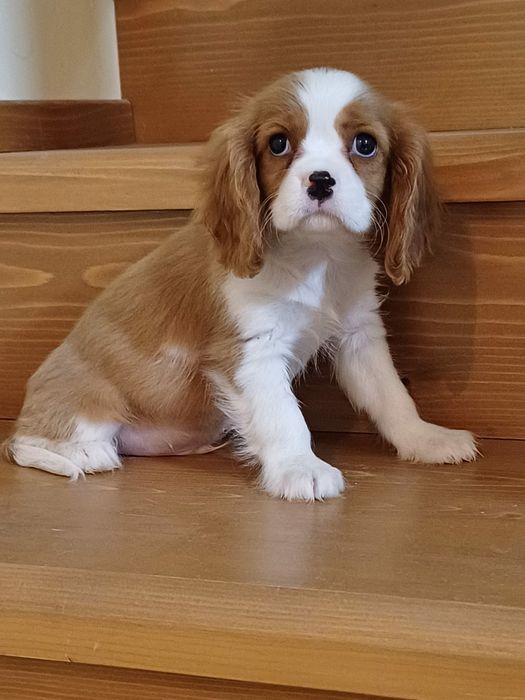 Cățel Cavalier King Charles