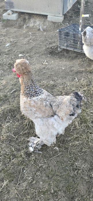 Cocos  moțat Strumsky