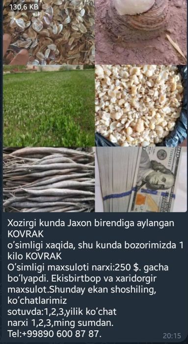 Kovrak oʼsimligi biznesi.