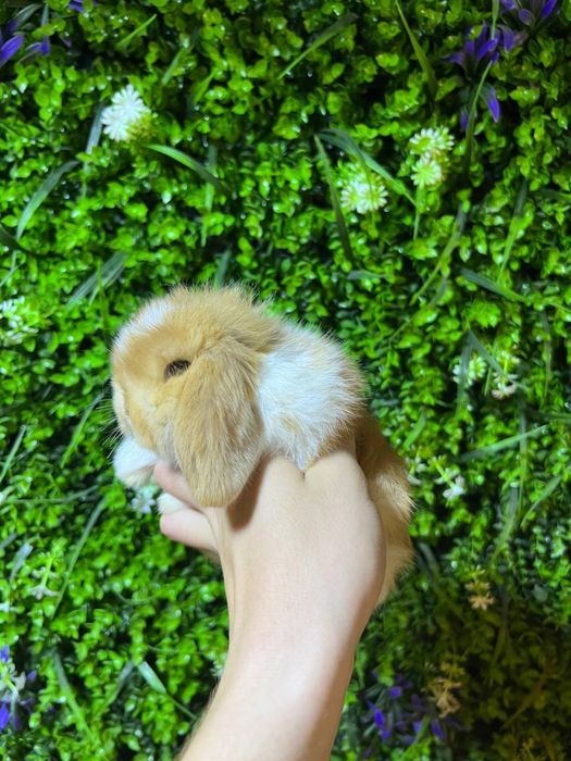 кароиковые декоративные крольчата