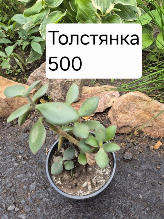 Продам комнатные цветы