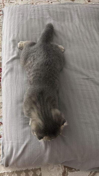 Таза үйдің мысығы шотландский