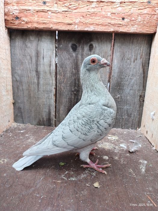 Porumbei voiajori colorați