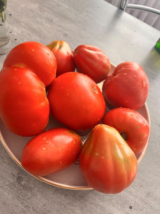 Продам помидоры