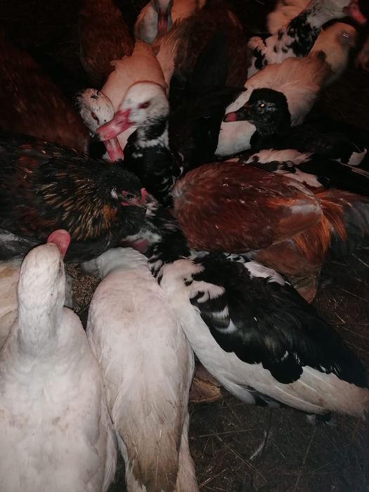 Продам индоуток молодых