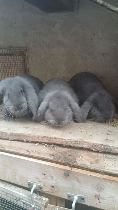 3 femele berbec german