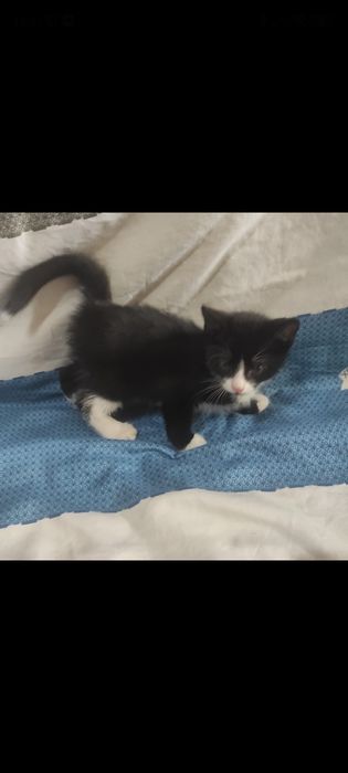 Отдам котенка в добрые руки