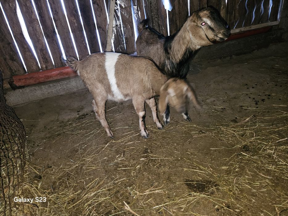 O pereche de iezi  Anglo nubieni din părinți cu pedigree