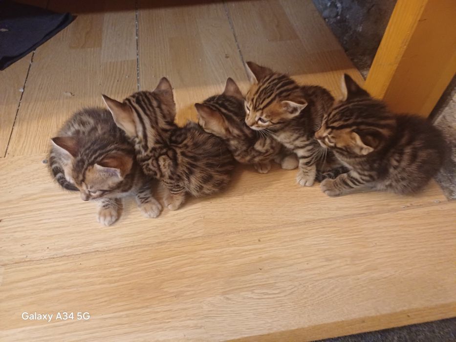 Породисто Бенгалско коте