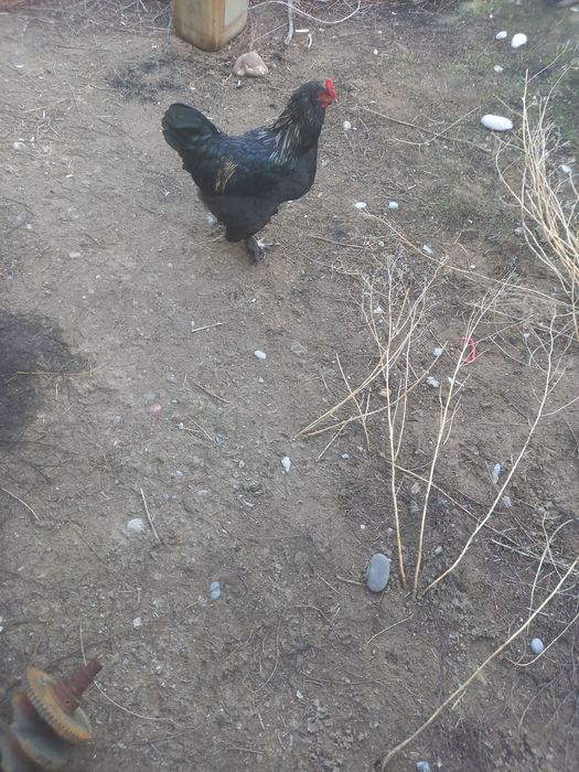 Қораздар сатылды